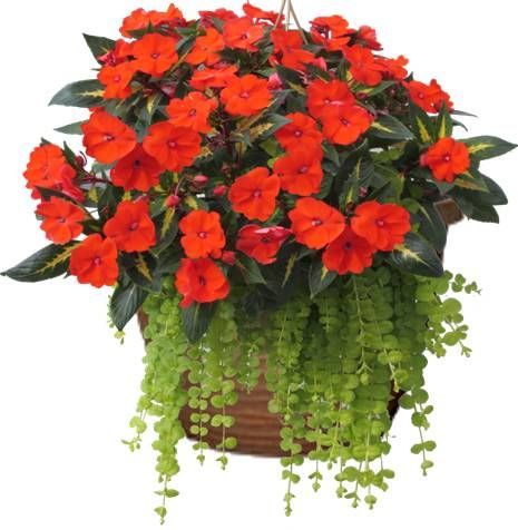 Orange Impatiens Sunpatiens Hanging Basket flowers for sale in Lebanon PA