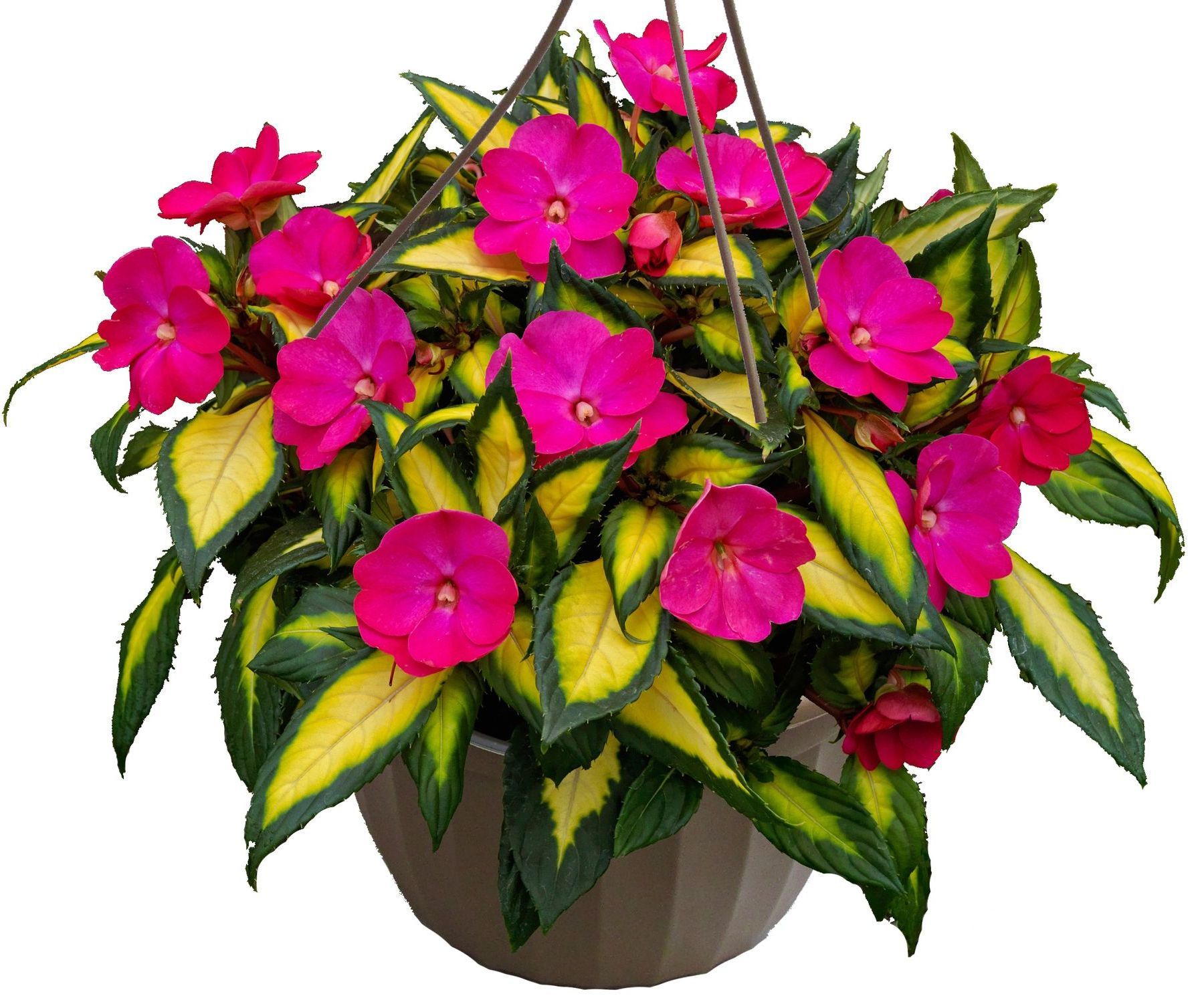 Red Impatiens Sunpatiens Hanging Basket flowers for sale in Lebanon PA