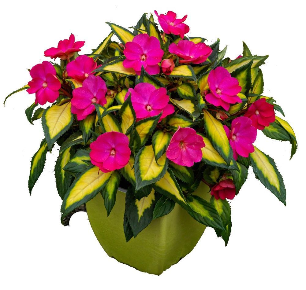 Impatiens Sunpatiens Tropical Rose flower for sale in Lebanon PA