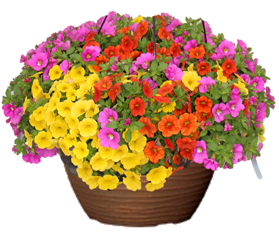 Calibrachoa Hanging Basket flowers for sale in Lebanon PA