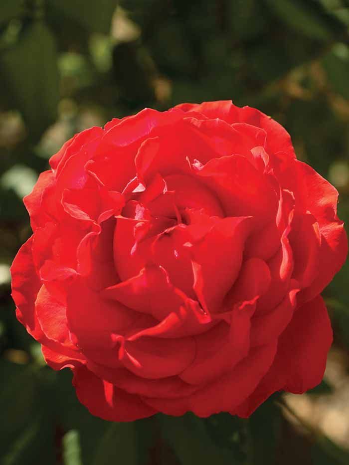 True Passion True Bloom Rose shrub flowering bush for sale in Lebanon