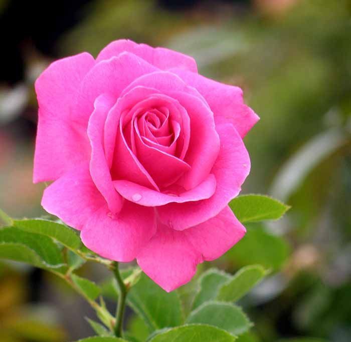 True Gratitude True Bloom Rose shrub flowering bush for sale in Lebanon