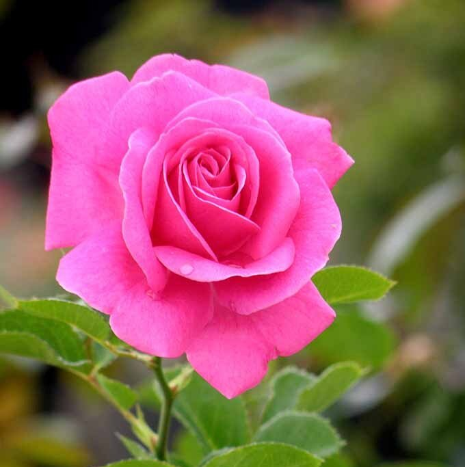 rose bush hassle free true gratitude shrub for sale in Lebanon