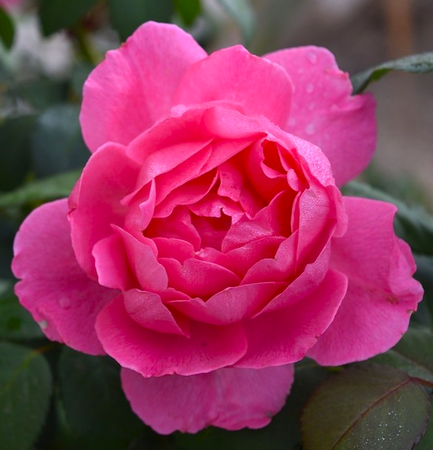 Pink Rose bush for sale in Lebanon PA