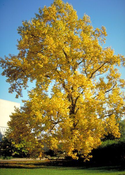 Liriodendron tulipifera Tulip Poplar Tree for sale in Lebanon