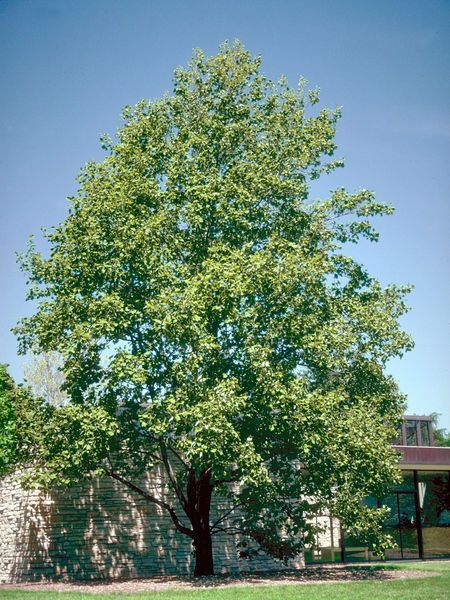 Liriodendron tulipifera Tulip Poplar Tree for sale in Lebanon