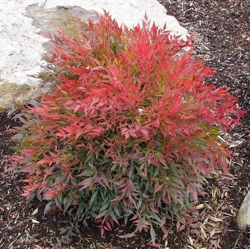 tuscan flame nandina Shrub evergreen bush