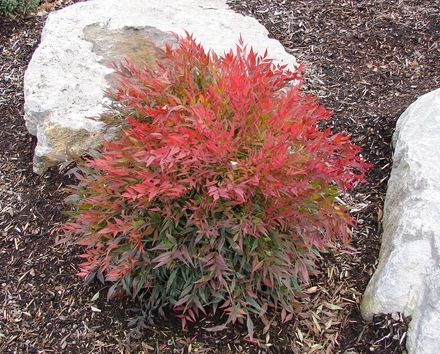 Nandina bush evergreen shrub tuscan flame