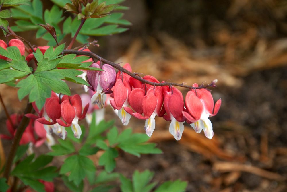 Red Valentine Bleeding Heart perennial for sale in Lebanon