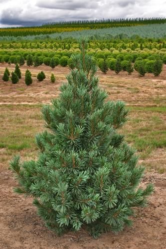 Pinus Flexilis Vanderwolf Pyramid Pine shrub evergreen bush for sale in Lebanon