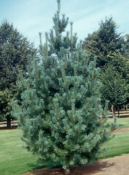 Pinus flexilis Vanderwolf Pyramidal Pine