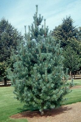 Pinus Flexilis Vanderwolf Pyramid Pine shrub evergreen bush for sale in Lebanon