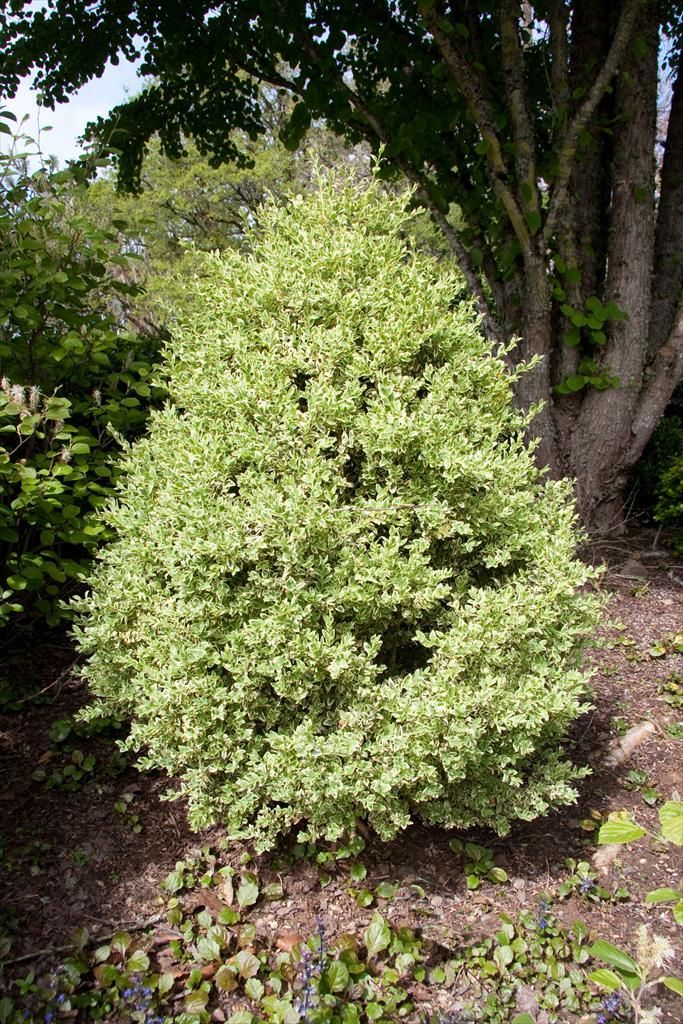 Buxus Variegated Boxwood shrub evergreen bush for sale in Lebanon