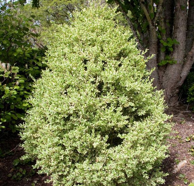 Buxus sempervirens boxwood evergreen bush shrub varegated for sale in Lebanon
