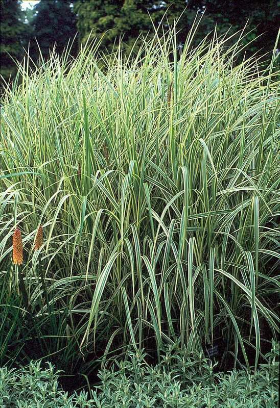 Miscanthus sinensis Variegatus Variegated Japanese Silver Grass for sale in Lebanon