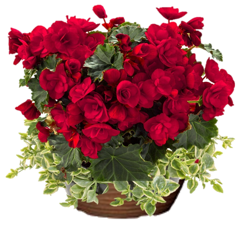 Red Impatiens Sunpatiens Hanging Basket flowers for sale in Lebanon PA