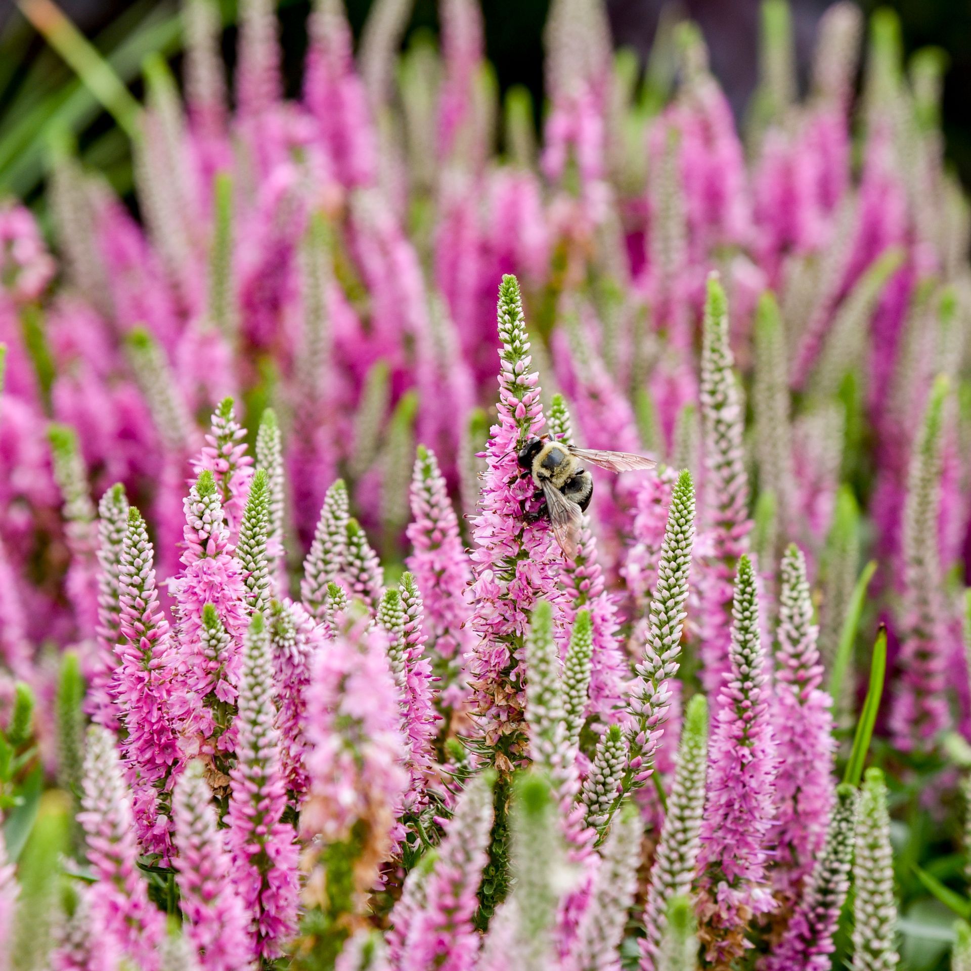 Veronica Pink Potion Speedwell perennial for sale in Lebanon