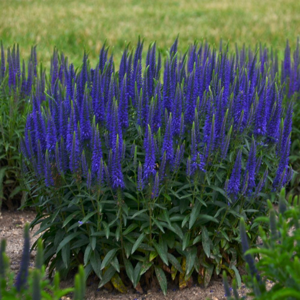 Veronica Wizard of Ahhs Speedwell perennial for sale in Lebanon