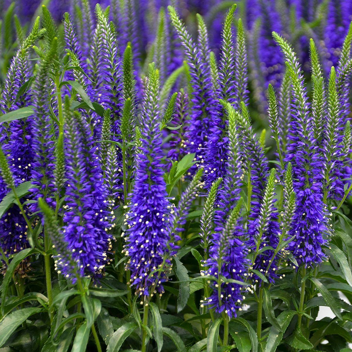 Veronica Wizard of Ahhs Speedwell perennial for sale in Lebanon