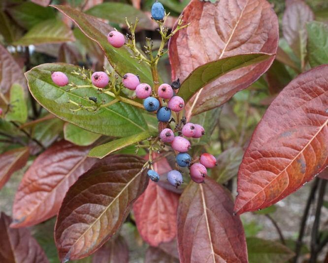 winterthur viburnum shrub flowering bush for sale in Lebanon