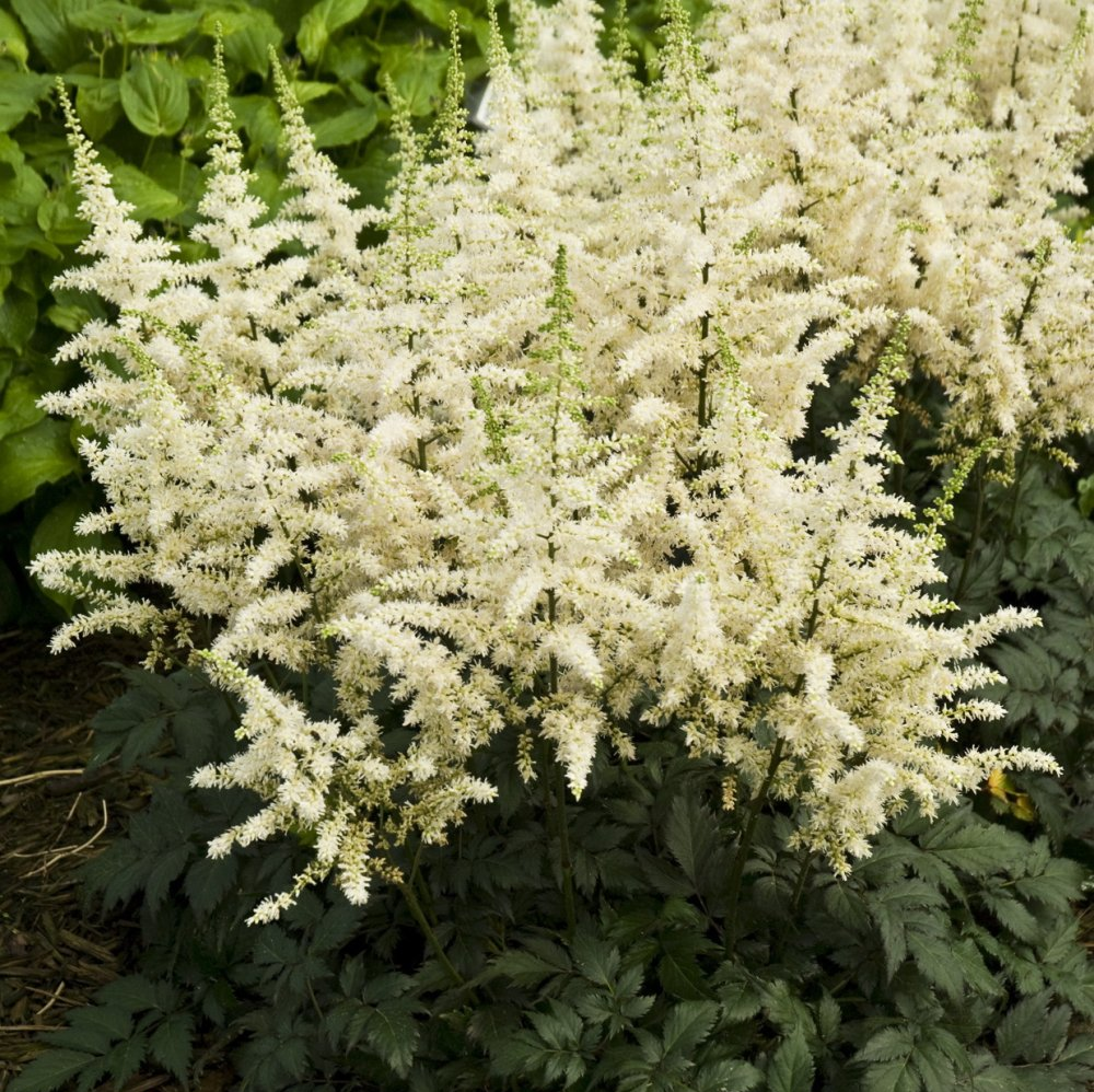 Astilbe Visions in White perennials