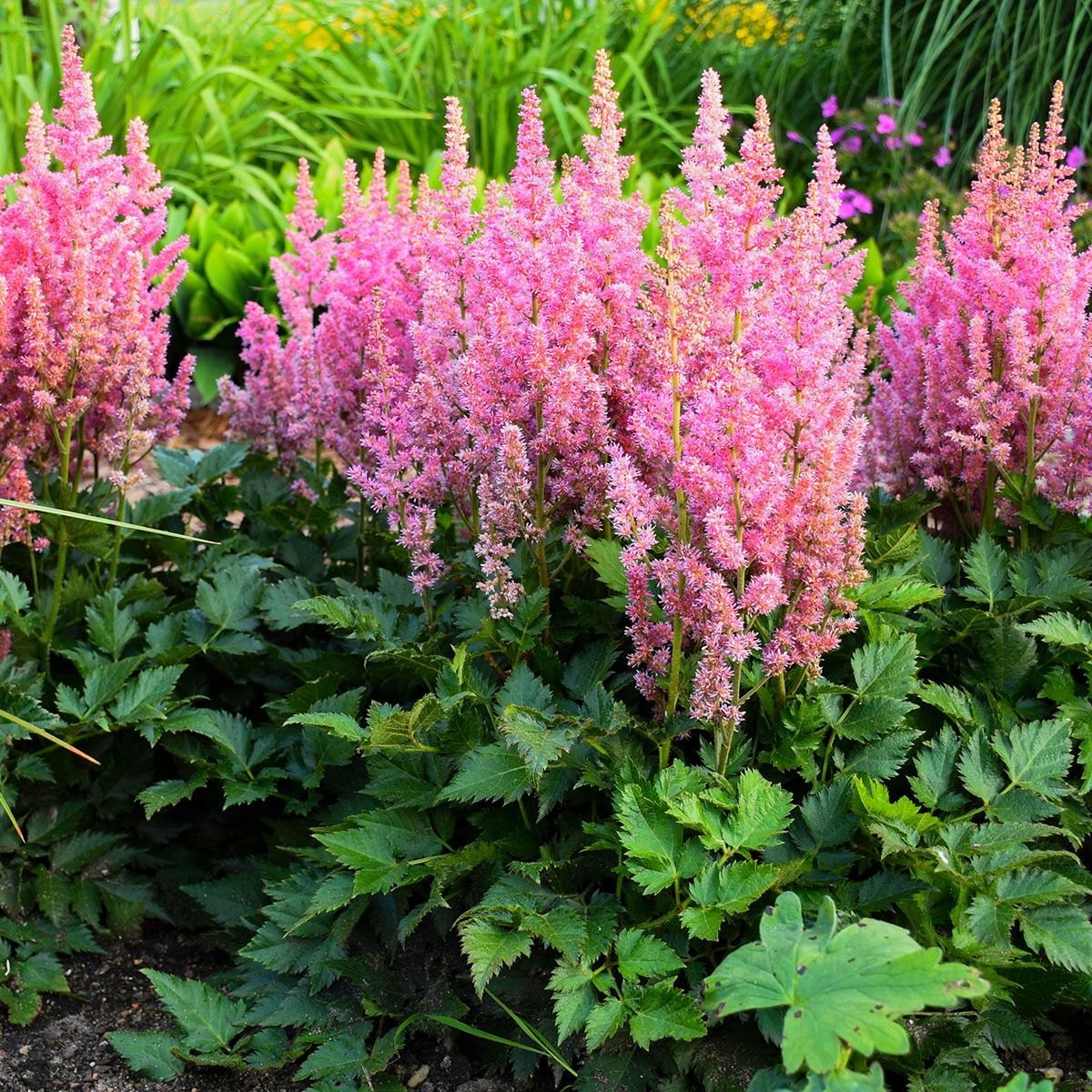 Visions in Pink Astilbe perennial for sale in Lebanon