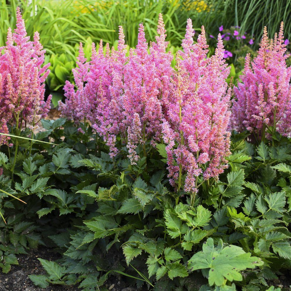Astilbe Visions in Pink perennials
