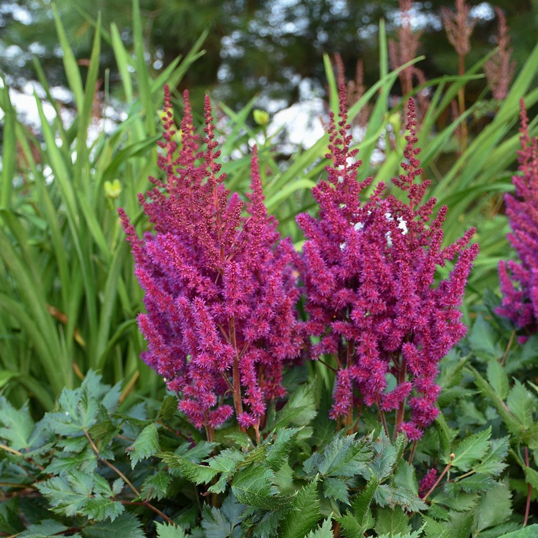 Visions in Red Astilbe perennial for sale in Lebanon