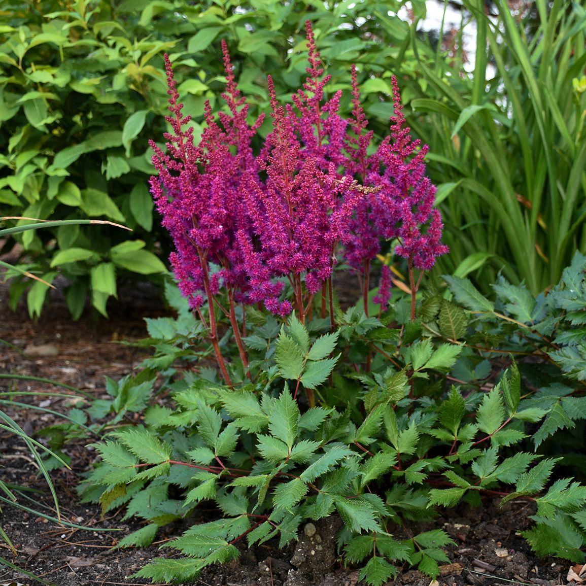 Visions in Red Astilbe perennial for sale in Lebanon