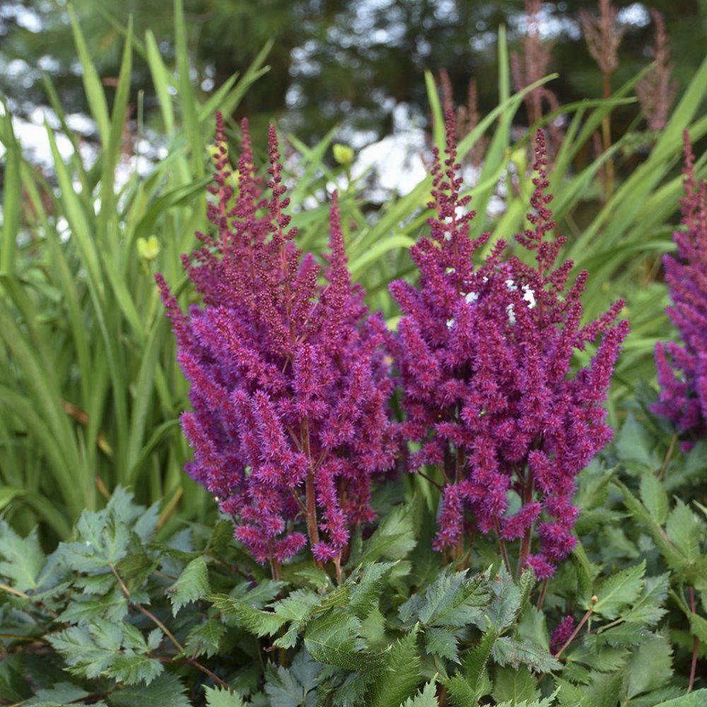Astilbe Visions in Red perennials