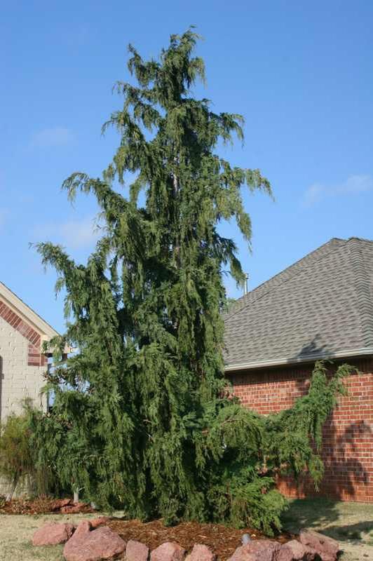 Chamaecyparis nootkatensis Weeping Alaskan Cedar shrub evergreen bush for sale in Lebanon