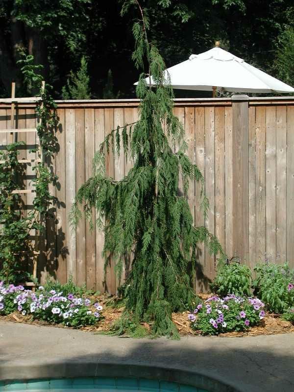 Chamaecyparis nootkatensis Weeping Alaskan Cedar shrub evergreen bush for sale in Lebanon