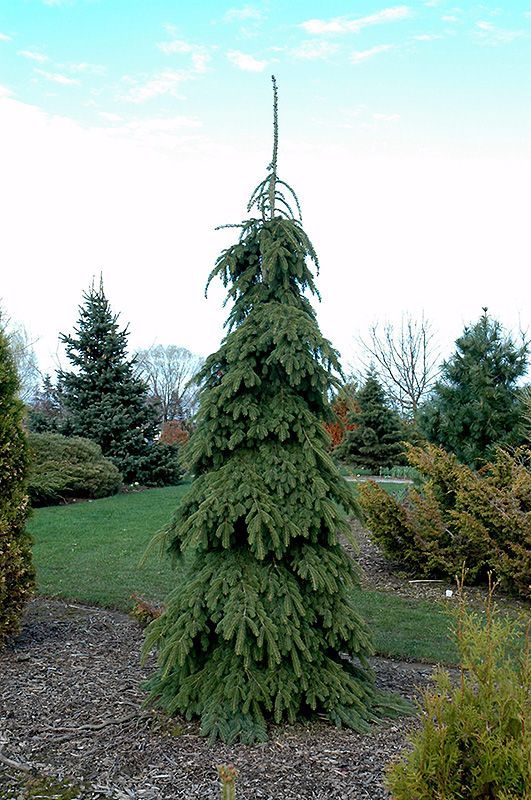 Picea glauca Weeping White Spruce shrub evergreen bush for sale in Lebanon