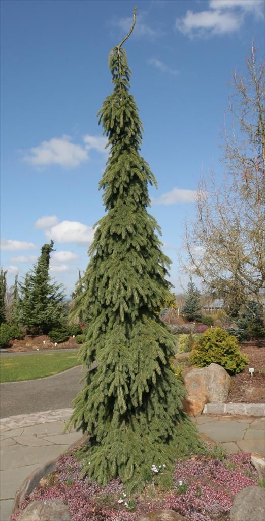 Picea glauca Weeping White Spruce shrub evergreen bush for sale in Lebanon