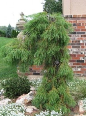 Pinus Pendula Weeping White Pine