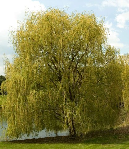 Salix Weeping Willow Tree