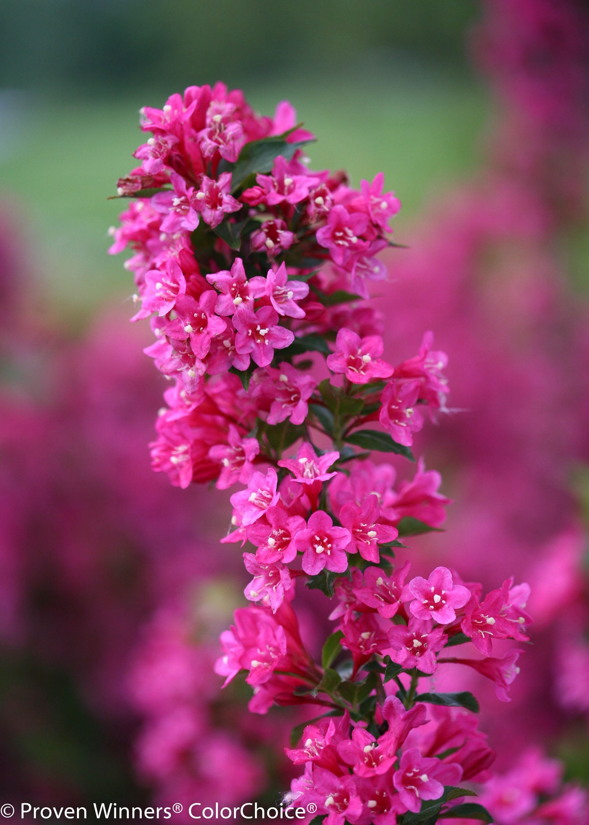 Sonic Pink Sonic Bloom Weigela shrub flowering bush for sale in Lebanon