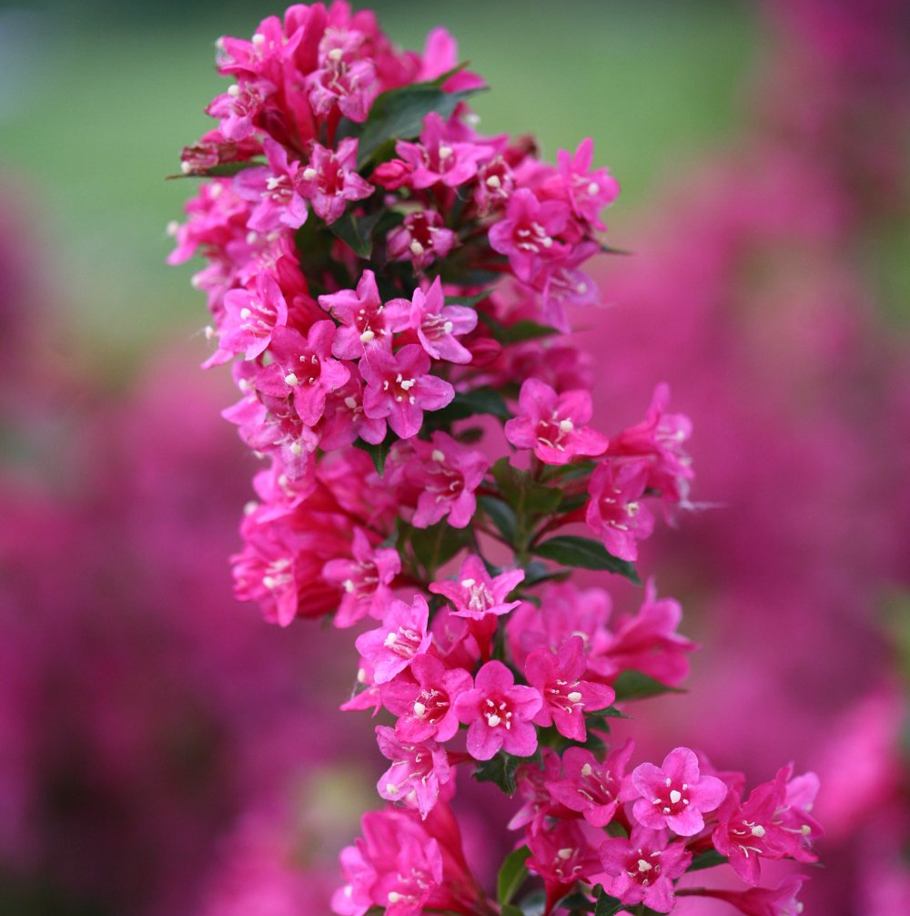 weigela sonic bloom sonic pink shrub bush