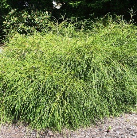 whipcord shrub bush dwarf arborvitae evergreen Thuja Plicata