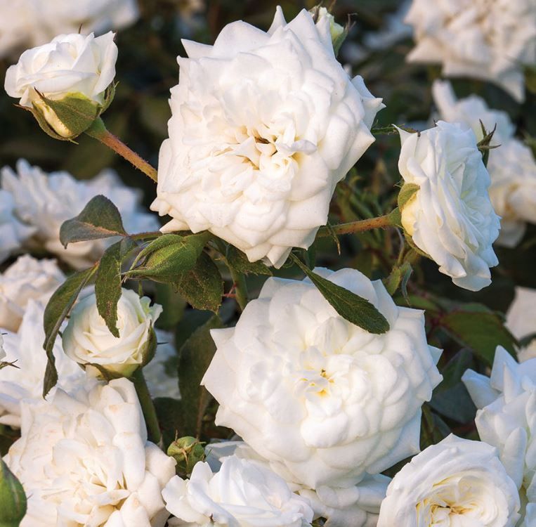 White Drift Rose shrub flowering bush for sale in Lebanon
