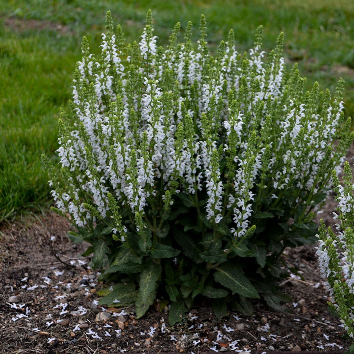 White Profusion Salvia perennial for sale in Lebanon