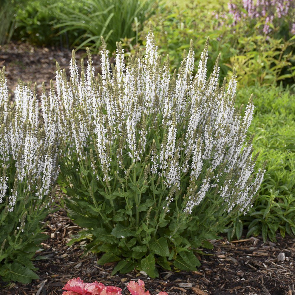 Salvia White Profusion Perennial