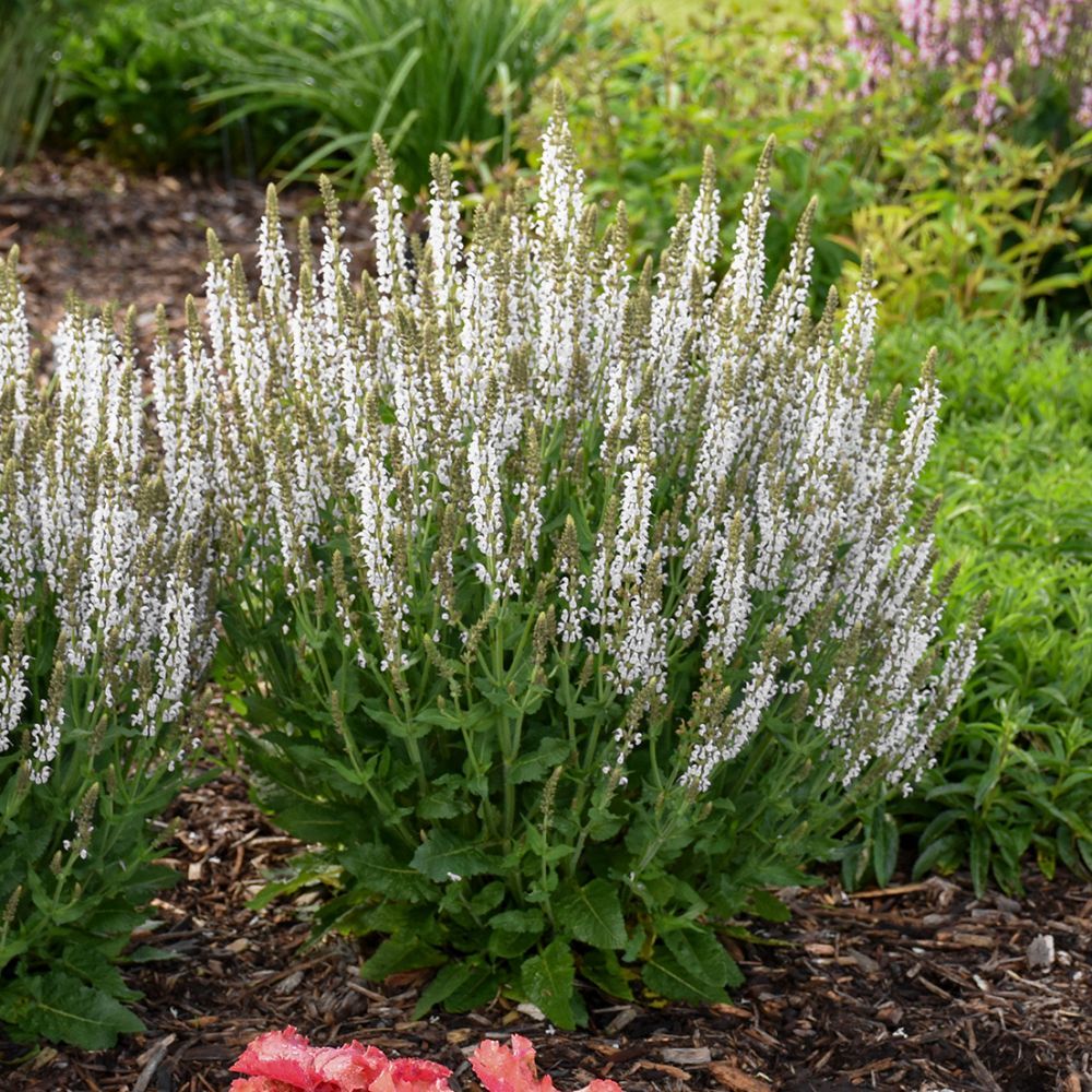 White Profusion Salvia perennial for sale in Lebanon