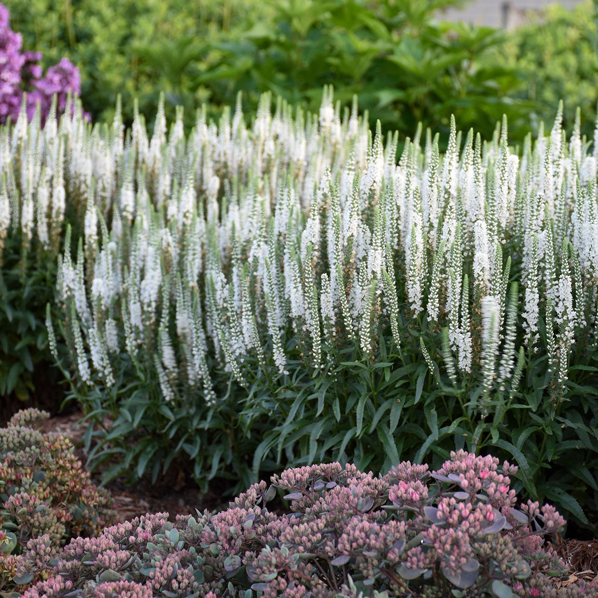 Veronica White Wands Speedwell perennial for sale in Lebanon