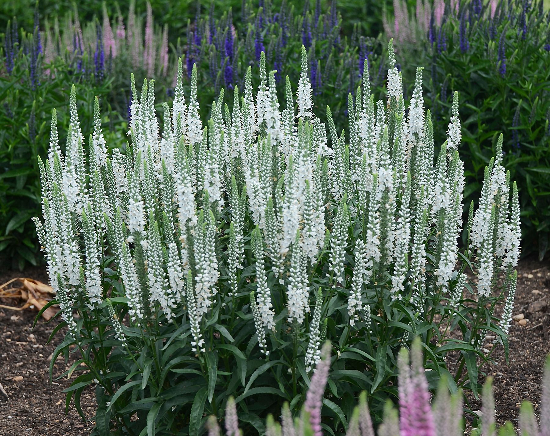 Veronica White Wands Speedwell perennial for sale in Lebanon