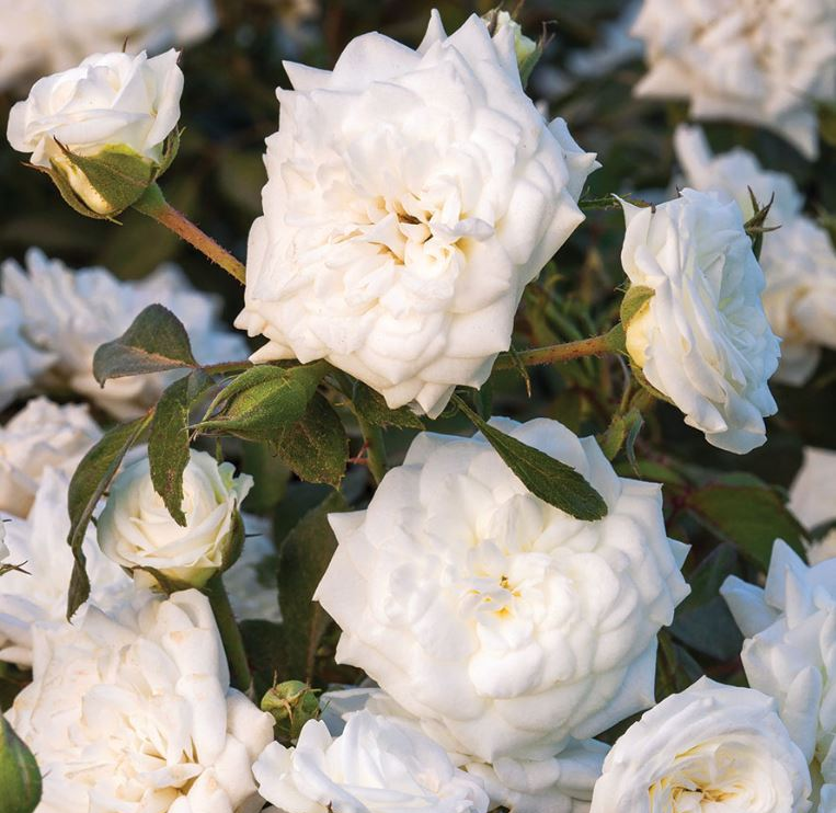 rose bush white drift shrub for sale in Lebanon