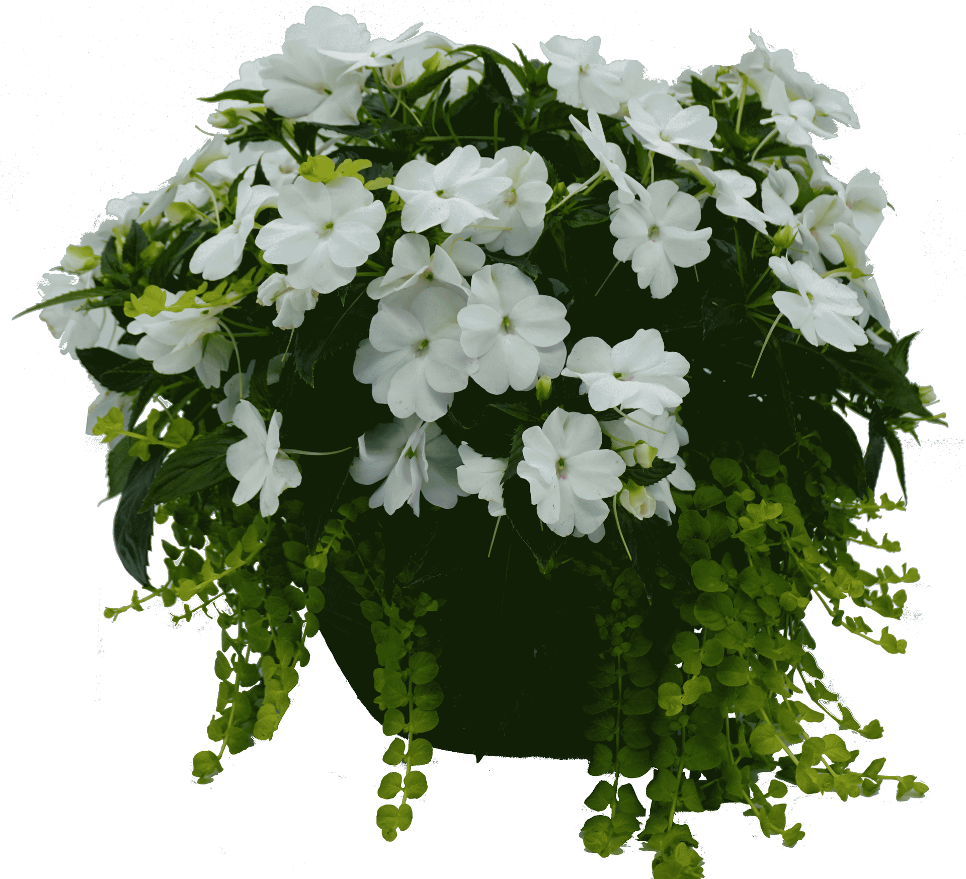 White Impatiens Sunpatiens Hanging Basket flowers for sale in Lebanon PA