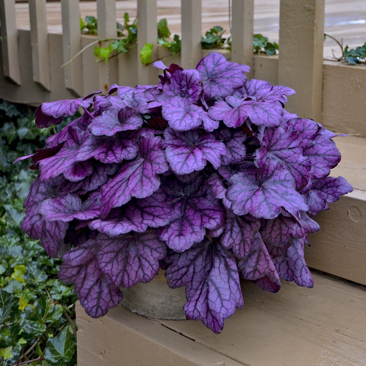 Heuchera Wild Rose Coral Bells perennial for sale in Lebanon