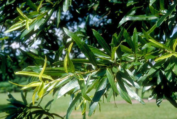 Quercus phellos Willow Oak Tree for sale in Lebanon