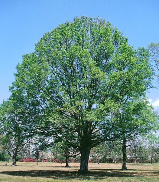 Quercus phellos Willow Oak Tree for sale in Lebanon